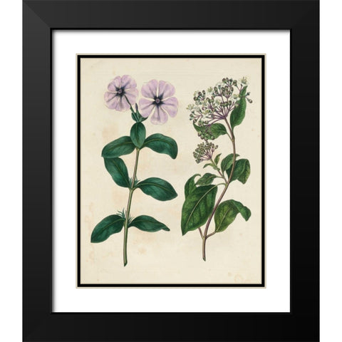 Garden Pairings VIII Black Modern Wood Framed Art Print with Double Matting by Edwards, Sydenham