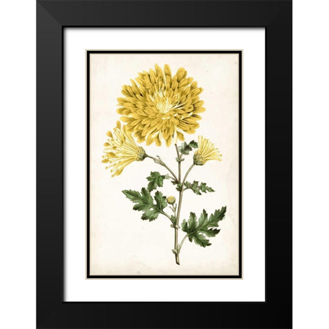 Floral Lace IV Black Modern Wood Framed Art Print with Double Matting by Curtis