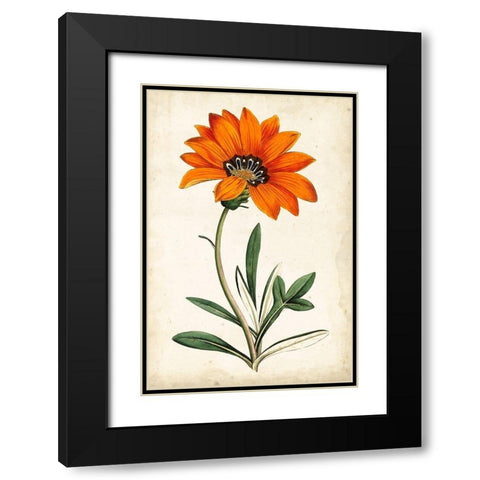 Tangerine Floral I Black Modern Wood Framed Art Print with Double Matting by Curtis