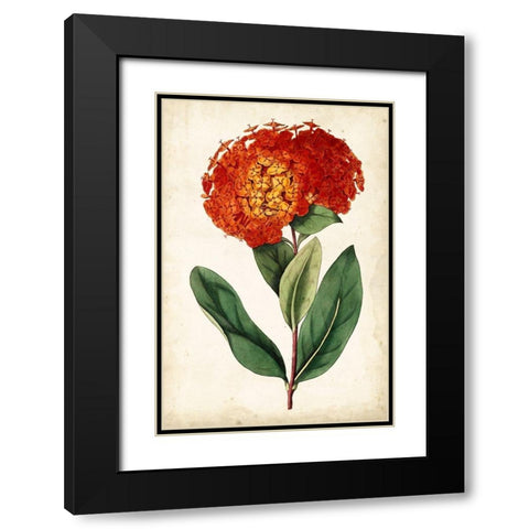 Tangerine Floral II Black Modern Wood Framed Art Print with Double Matting by Curtis