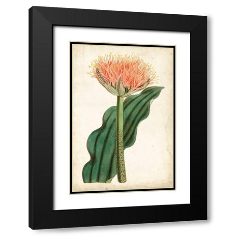 Tangerine Floral III Black Modern Wood Framed Art Print with Double Matting by Curtis