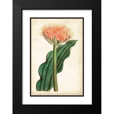 Tangerine Floral III Black Modern Wood Framed Art Print with Double Matting by Curtis