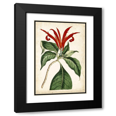 Tangerine Floral IV Black Modern Wood Framed Art Print with Double Matting by Curtis