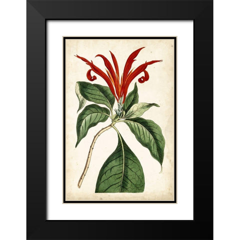 Tangerine Floral IV Black Modern Wood Framed Art Print with Double Matting by Curtis