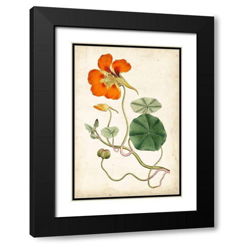 Tangerine Floral VI Black Modern Wood Framed Art Print with Double Matting by Curtis