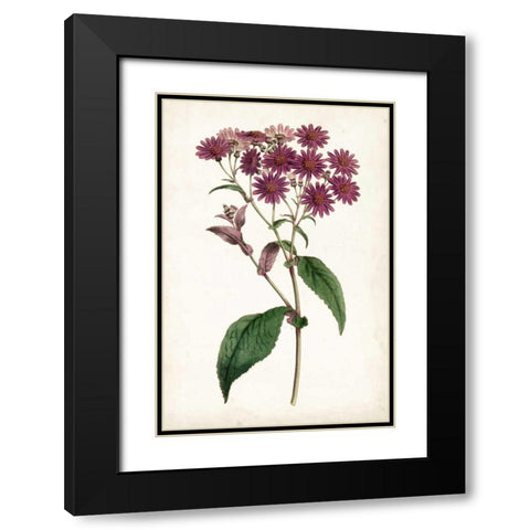Lavender Florals IV Black Modern Wood Framed Art Print with Double Matting by Curtis