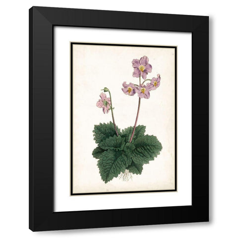 Lavender Florals V Black Modern Wood Framed Art Print with Double Matting by Curtis