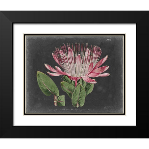 Dramatic Protea II Black Modern Wood Framed Art Print with Double Matting by Curtis