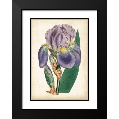 Curtis Iris II Black Modern Wood Framed Art Print with Double Matting by Curtis