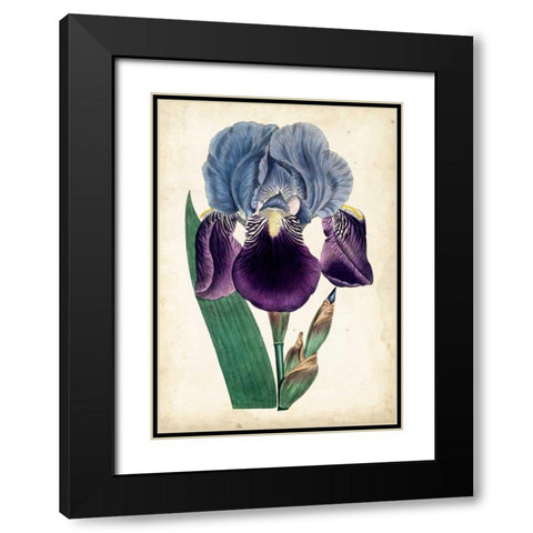 Curtis Iris III Black Modern Wood Framed Art Print with Double Matting by Curtis