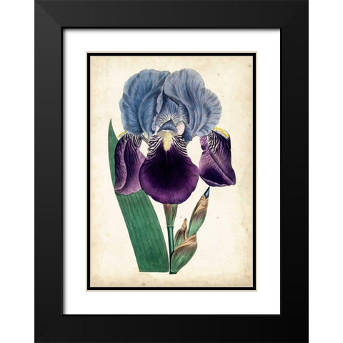 Curtis Iris III Black Modern Wood Framed Art Print with Double Matting by Curtis