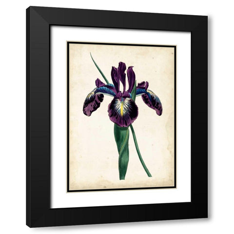 Curtis Iris V Black Modern Wood Framed Art Print with Double Matting by Curtis