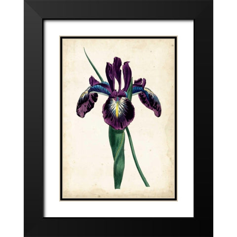 Curtis Iris V Black Modern Wood Framed Art Print with Double Matting by Curtis