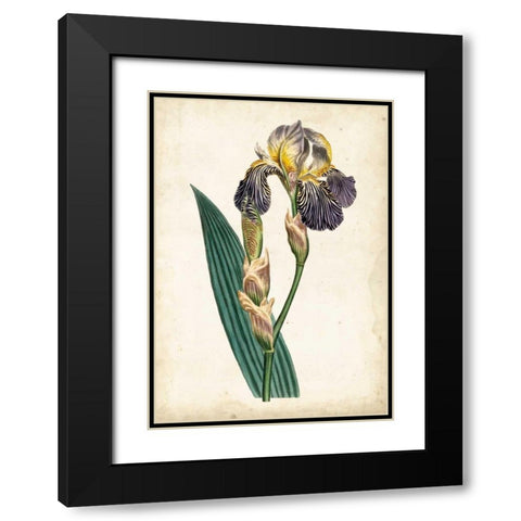 Curtis Iris VI Black Modern Wood Framed Art Print with Double Matting by Curtis