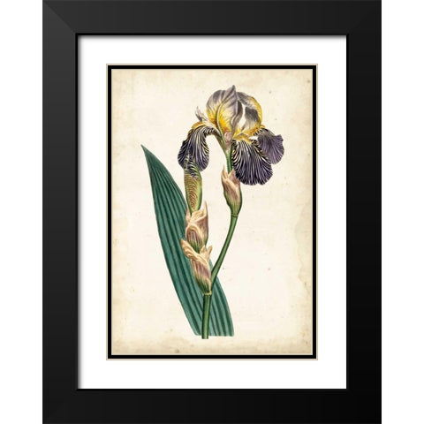 Curtis Iris VI Black Modern Wood Framed Art Print with Double Matting by Curtis