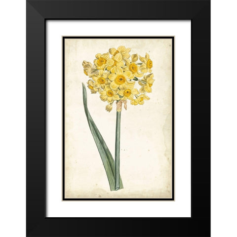 Curtis Narcissus I Black Modern Wood Framed Art Print with Double Matting by Curtis