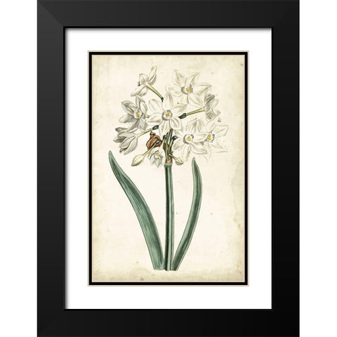 Curtis Narcissus II Black Modern Wood Framed Art Print with Double Matting by Curtis