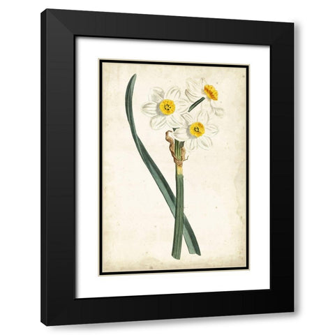Curtis Narcissus III Black Modern Wood Framed Art Print with Double Matting by Curtis