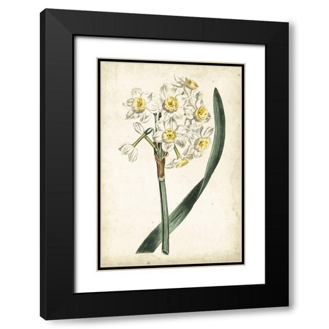 Curtis Narcissus IV Black Modern Wood Framed Art Print with Double Matting by Curtis