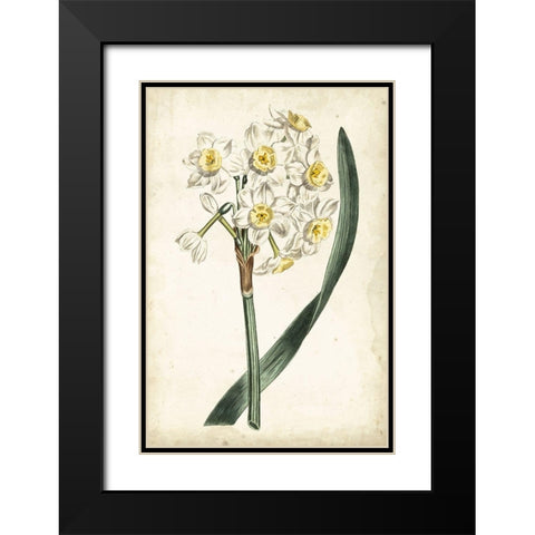 Curtis Narcissus IV Black Modern Wood Framed Art Print with Double Matting by Curtis