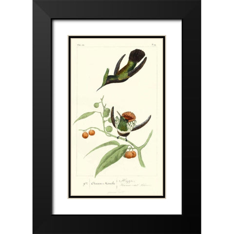 Lemaire Hummingbirds III Black Modern Wood Framed Art Print with Double Matting by Lemaire, C.L.