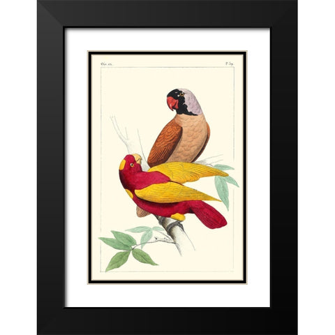 Lemaire Parrots II Black Modern Wood Framed Art Print with Double Matting by Lemaire, C.L.