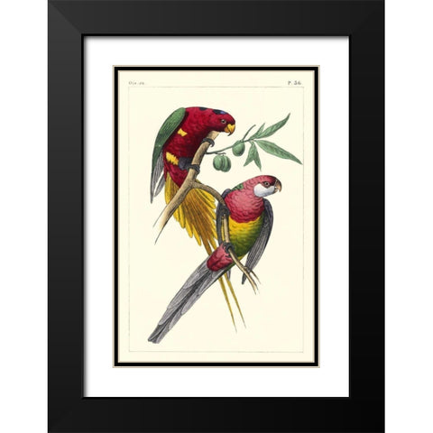 Lemaire Parrots III Black Modern Wood Framed Art Print with Double Matting by Lemaire, C.L.