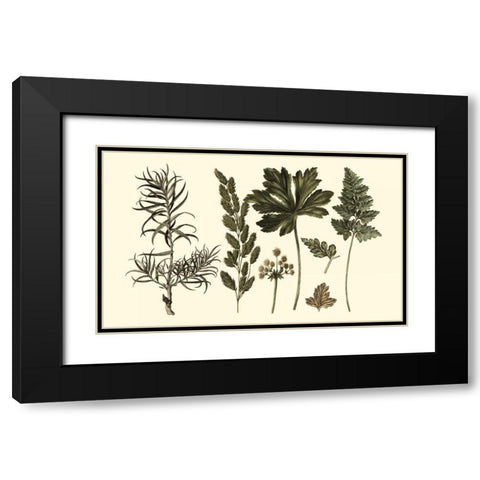 Fern Leaf Folio II Black Modern Wood Framed Art Print with Double Matting by Oeder, Georg C.