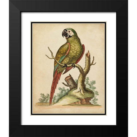 Paradise Parrots II Black Modern Wood Framed Art Print with Double Matting by Edwards, George