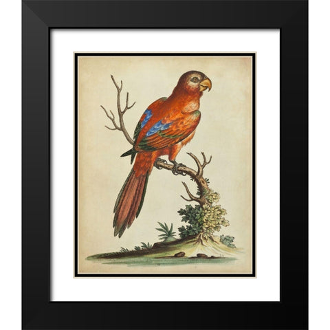 Paradise Parrots III Black Modern Wood Framed Art Print with Double Matting by Edwards, George