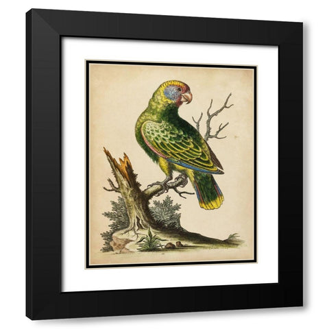 Paradise Parrots V Black Modern Wood Framed Art Print with Double Matting by Edwards, George