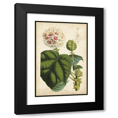 Coral Beauties II Black Modern Wood Framed Art Print with Double Matting by Van Houtteano, Horto
