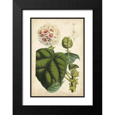 Coral Beauties II Black Modern Wood Framed Art Print with Double Matting by Van Houtteano, Horto
