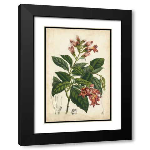Coral Beauties III Black Modern Wood Framed Art Print with Double Matting by Van Houtteano, Horto
