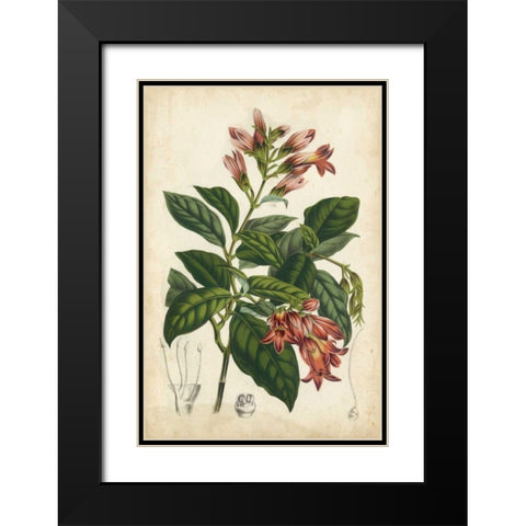 Coral Beauties III Black Modern Wood Framed Art Print with Double Matting by Van Houtteano, Horto