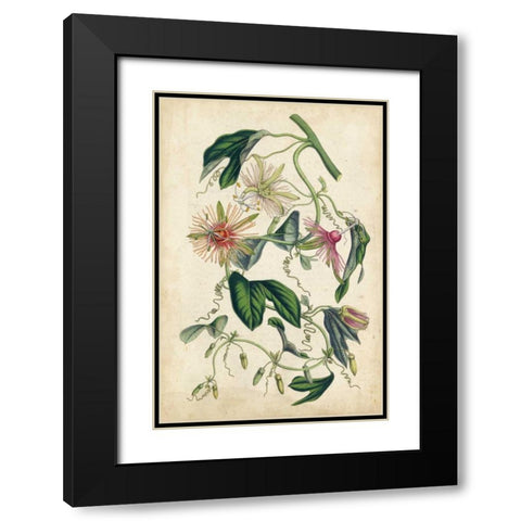Coral Beauties IV Black Modern Wood Framed Art Print with Double Matting by Van Houtteano, Horto