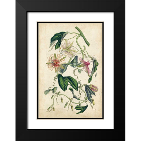 Coral Beauties IV Black Modern Wood Framed Art Print with Double Matting by Van Houtteano, Horto