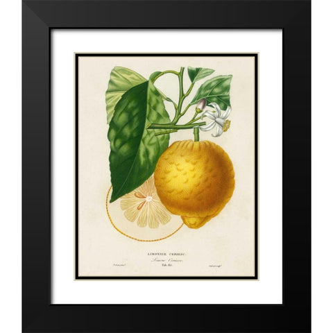 French Lemon Botanical I Black Modern Wood Framed Art Print with Double Matting by Risso, A.