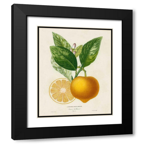 French Lemon Botanical III Black Modern Wood Framed Art Print with Double Matting by Risso, A.