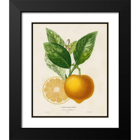 French Lemon Botanical III Black Modern Wood Framed Art Print with Double Matting by Risso, A.