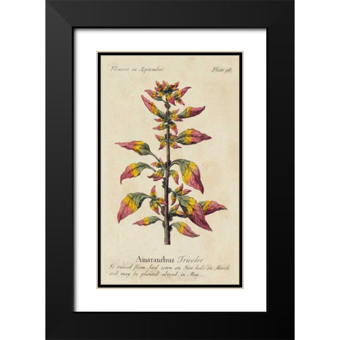 Gardeners Guide VI Black Modern Wood Framed Art Print with Double Matting by Unknown