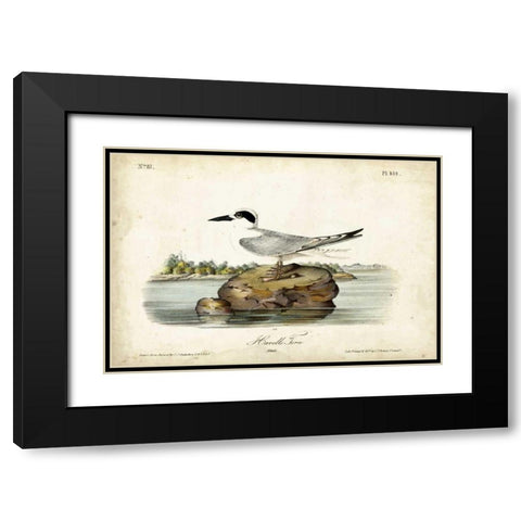 Audubon Havells Tern Black Modern Wood Framed Art Print with Double Matting by Audubon, John James