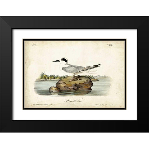 Audubon Havells Tern Black Modern Wood Framed Art Print with Double Matting by Audubon, John James