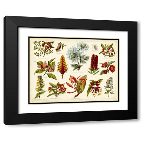 Tropical Botany Chart I Black Modern Wood Framed Art Print with Double Matting by Meyers