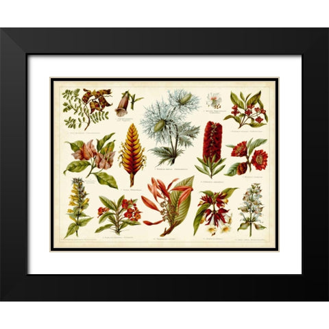 Tropical Botany Chart I Black Modern Wood Framed Art Print with Double Matting by Meyers