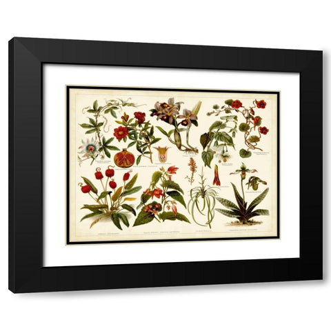 Tropical Botany Chart II Black Modern Wood Framed Art Print with Double Matting by Meyers