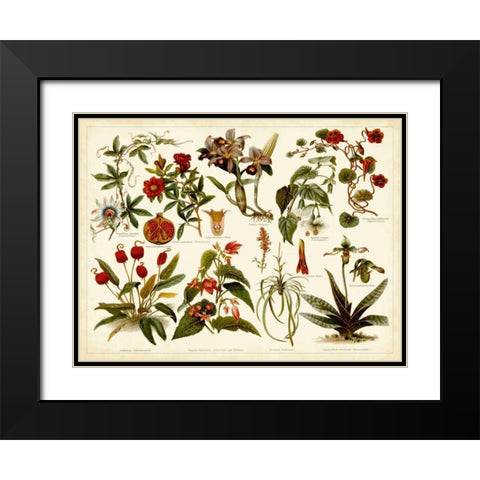 Tropical Botany Chart II Black Modern Wood Framed Art Print with Double Matting by Meyers