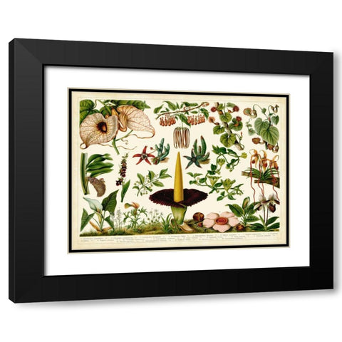 Tropical Botany Chart III Black Modern Wood Framed Art Print with Double Matting by Meyers
