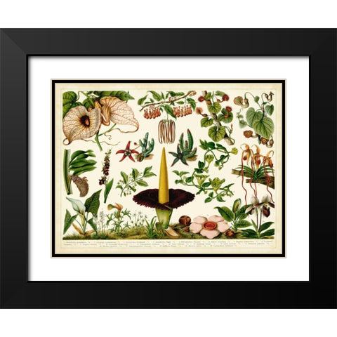 Tropical Botany Chart III Black Modern Wood Framed Art Print with Double Matting by Meyers