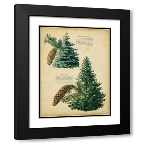 Colorado Blue Spruce and Norway Spruce Black Modern Wood Framed Art Print with Double Matting by Unknown